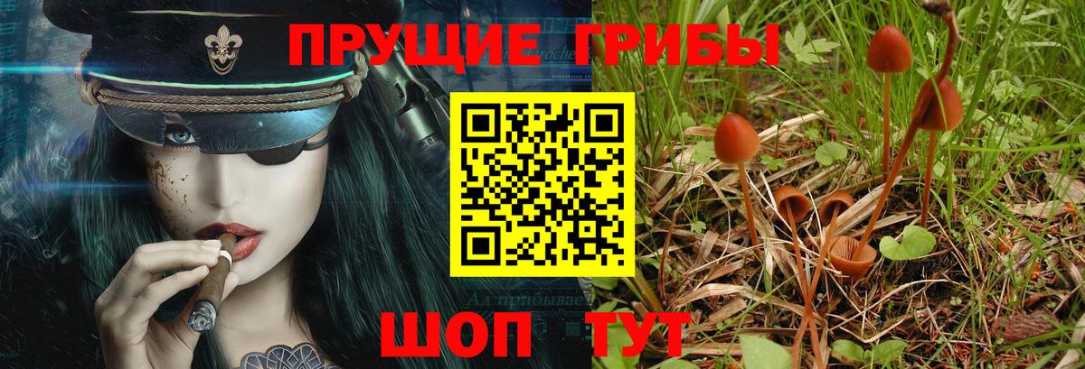 Псилоцибиновые грибы прущие грибы  Светлоград  Псилоцибиновые грибы Cubensis 